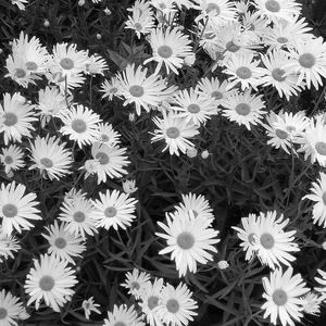 Meet your Posher, Brandi